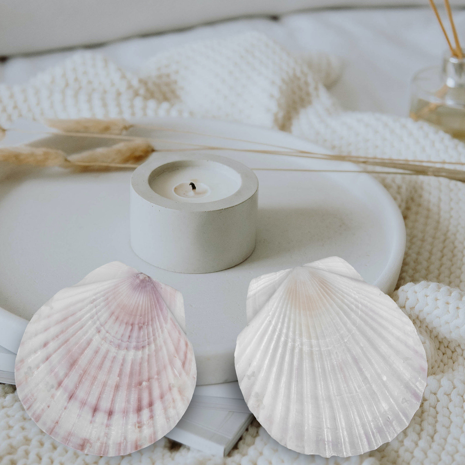 10Pcs Natural Scallop Shells F - Mom'S Home Cooking のレビューと価格