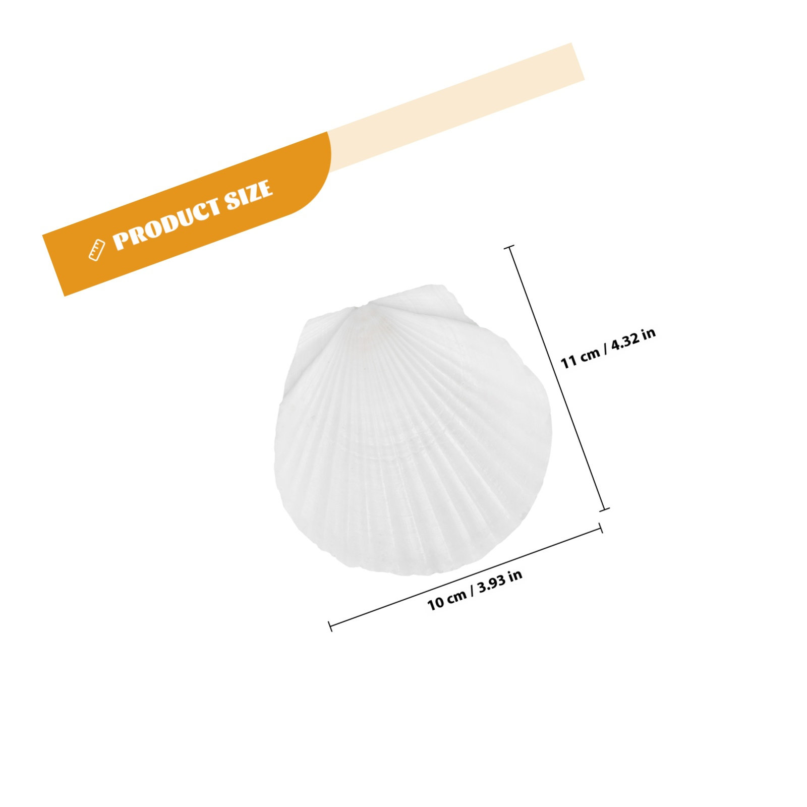 10Pcs Natural Scallop Shells F - Mom'S Home Cooking のレビューと価格